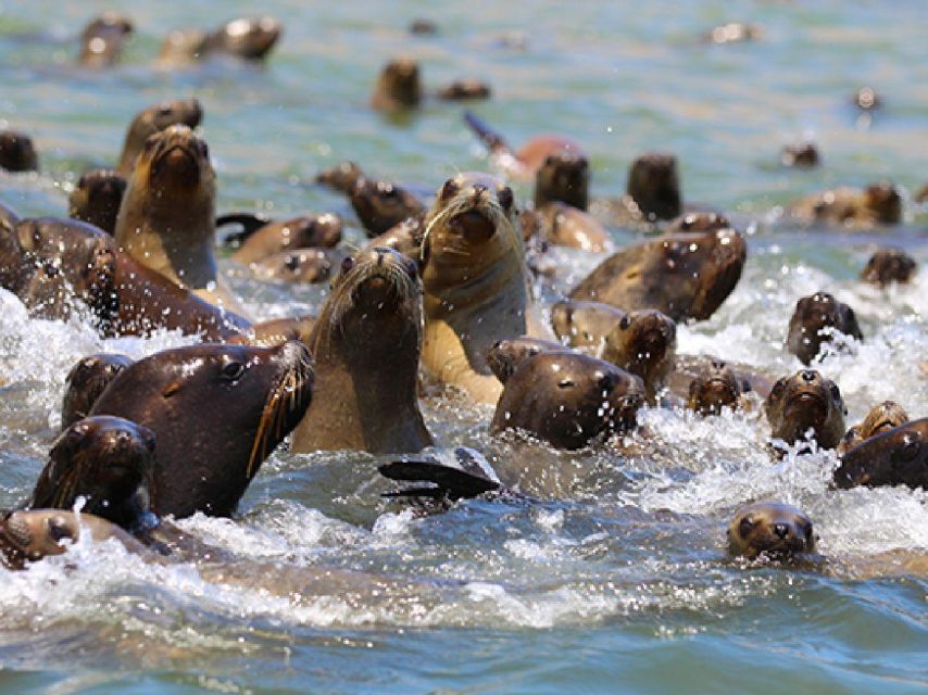 From Paraacas ||Ballestas Islands + Paracas National Reserve - Additional Costs