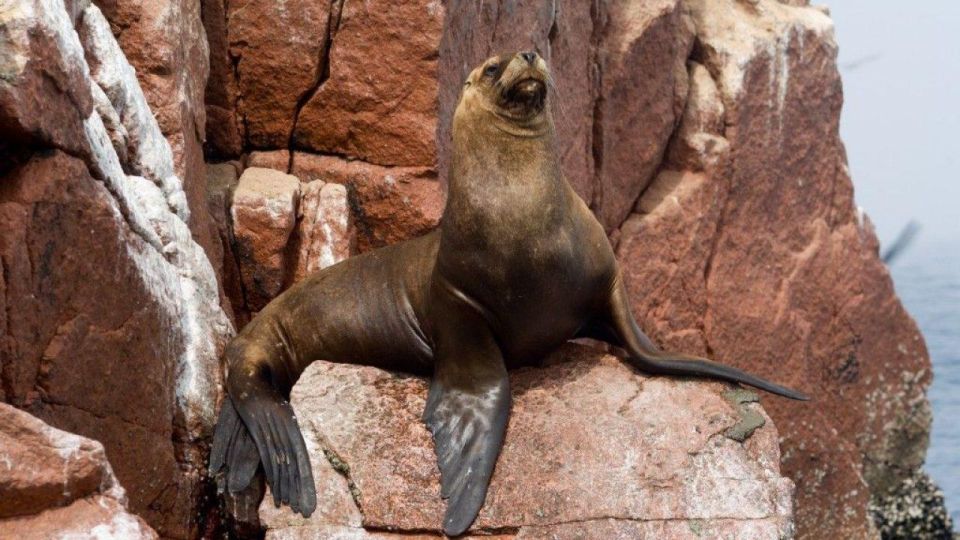 From Paraacas ||Ballestas Islands + Paracas National Reserve - Important Considerations