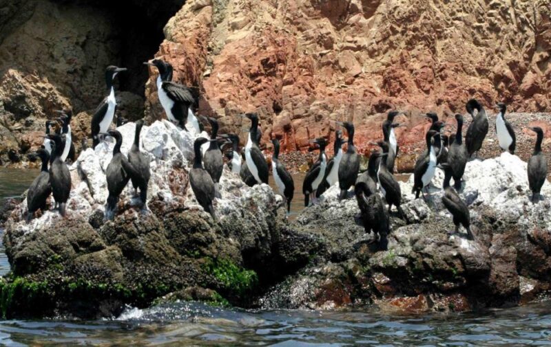 From Paracas: Ballestas Islands Guided Tour - Pricing and Cancellation Policy