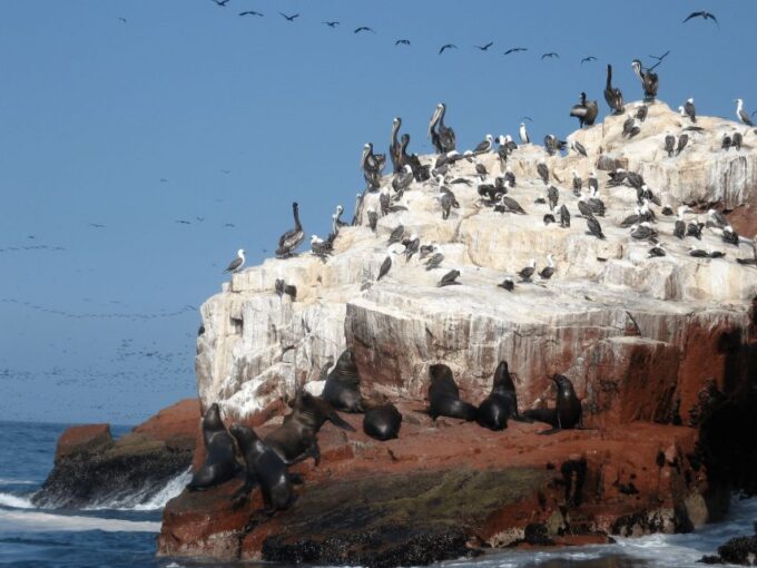 From Paracas: Ballestas Islands Guided Tour - Meeting Point and Directions