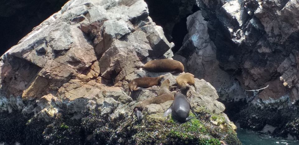 From Paracas or Pisco: Ballestas Islands Private Boat Trip - Pickup and Accessibility