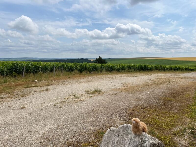 From Paris: Burgundy Chablis Wine & Cheese Tasting Day Trip - Itinerary Details