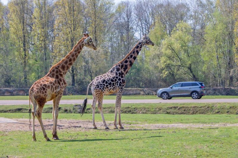 From Paris: Thoiry Park Safari and Castle Tour - Discovering Château De Thoiry
