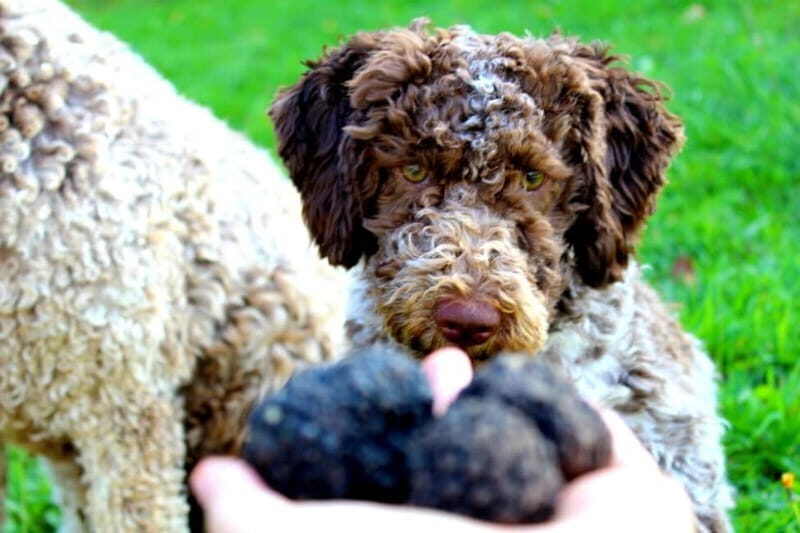 From Parma/Cinque Terre: Truffle Hunting Experience & Lunch - An Authentic Italian Truffle Hunt Near Parma and Cinque Terre