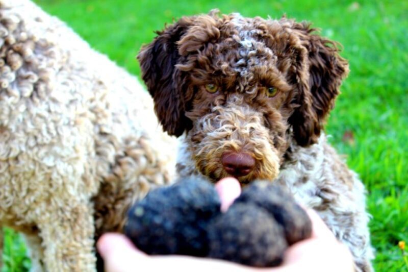 From Parma/Cinque Terre: Truffle Hunting Experience & Lunch - The Sum Up