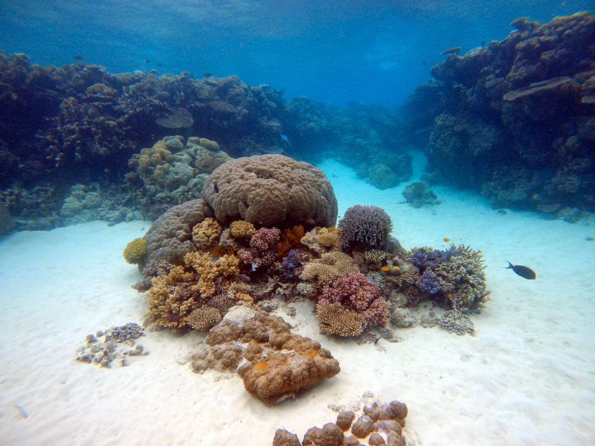 From Pattaya: Snorkeling or Beginner Scuba Diving Tour - Tour Details and Inclusions