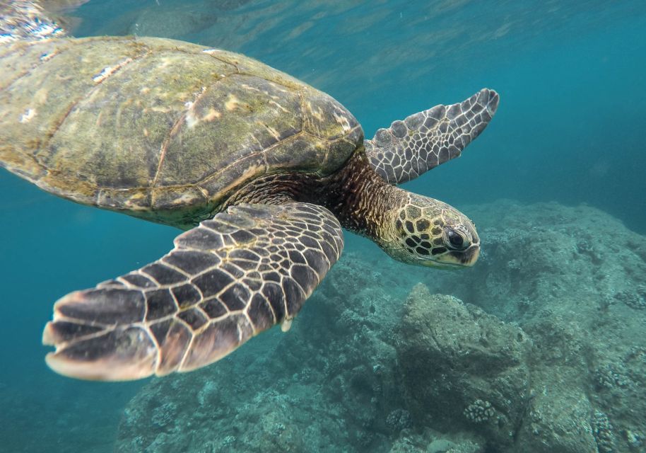 From Pattaya: Snorkeling or Beginner Scuba Diving Tour - Hotel Pickup and Dropoff