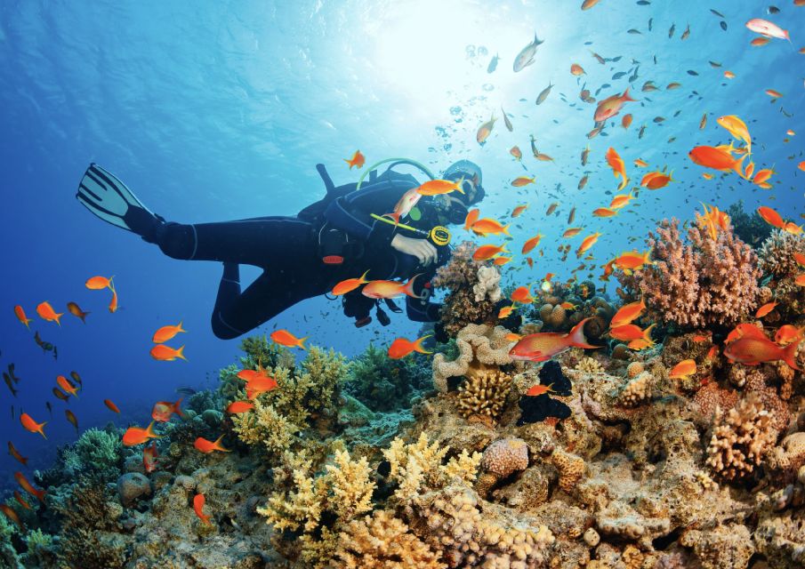 From Pattaya: Snorkeling or Beginner Scuba Diving Tour - Instructor Availability and Languages