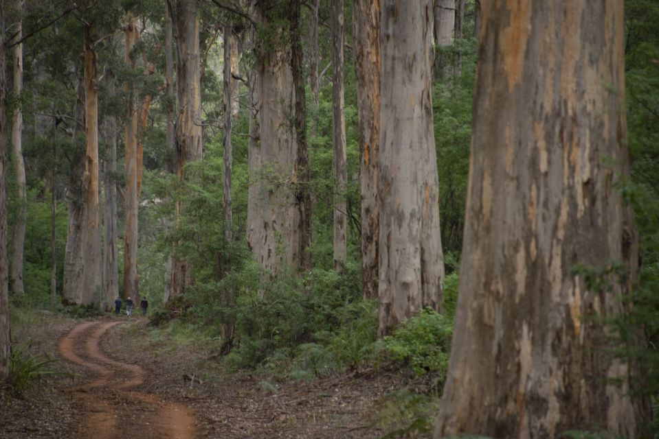 From Pemberton: Half-Day Beach and Forest Eco Adventure - Tour Description