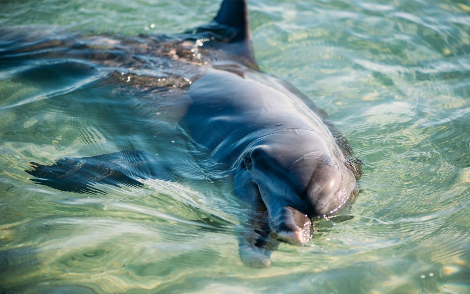 From Perth: 4 Day Outback & Coastal Tour With German Guide - Inclusions and Exclusions