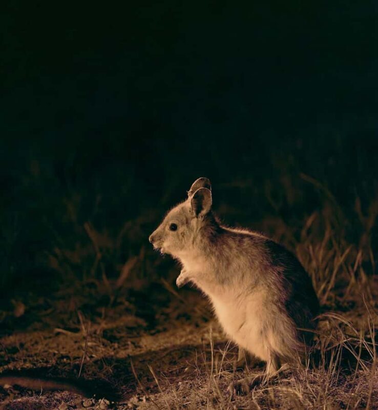 From Perth: Perth Wildlife Tour Under the Stars with Dinner - Key Points