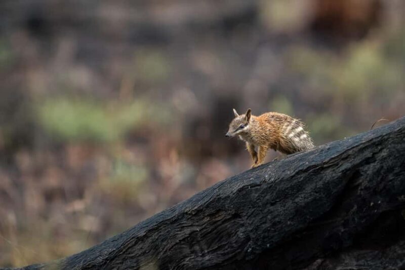 From Perth: Perth Wildlife Tour Under the Stars with Dinner - Practical Considerations & Value