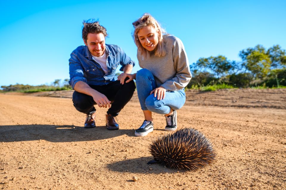 From Perth: Pinnacles Sunset and Stargazing Tour With Dinner - Frequently Asked Questions