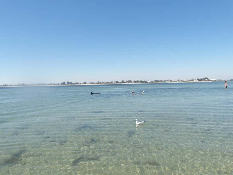 From Perth: Rockingham Seal & Penguin Islands Sea Kayak Tour - Key Points