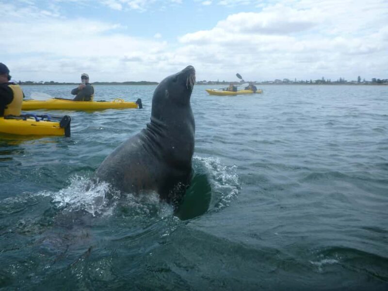 From Perth: Rockingham Seal & Penguin Islands Sea Kayak Tour - FAQ