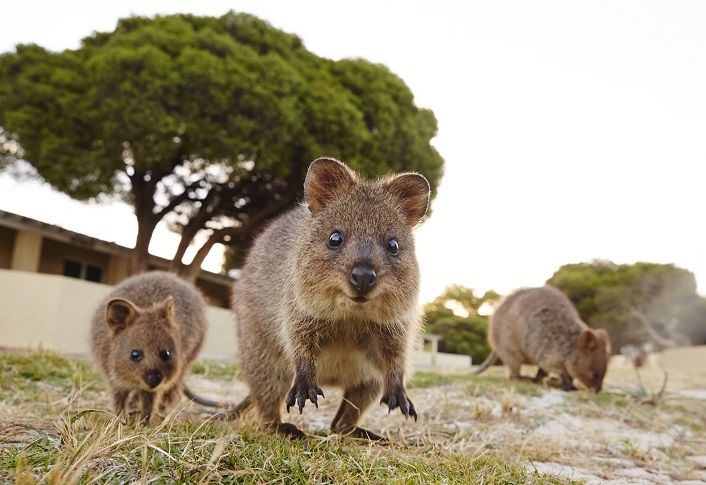 From Perth: Rottnest Island Ferry & Bike Trip - Safety Guidelines