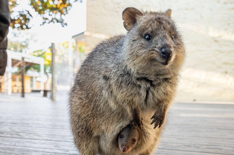 From Perth: Rottnest Island Full-Day Bike and Ferry Trip - Customer Reviews