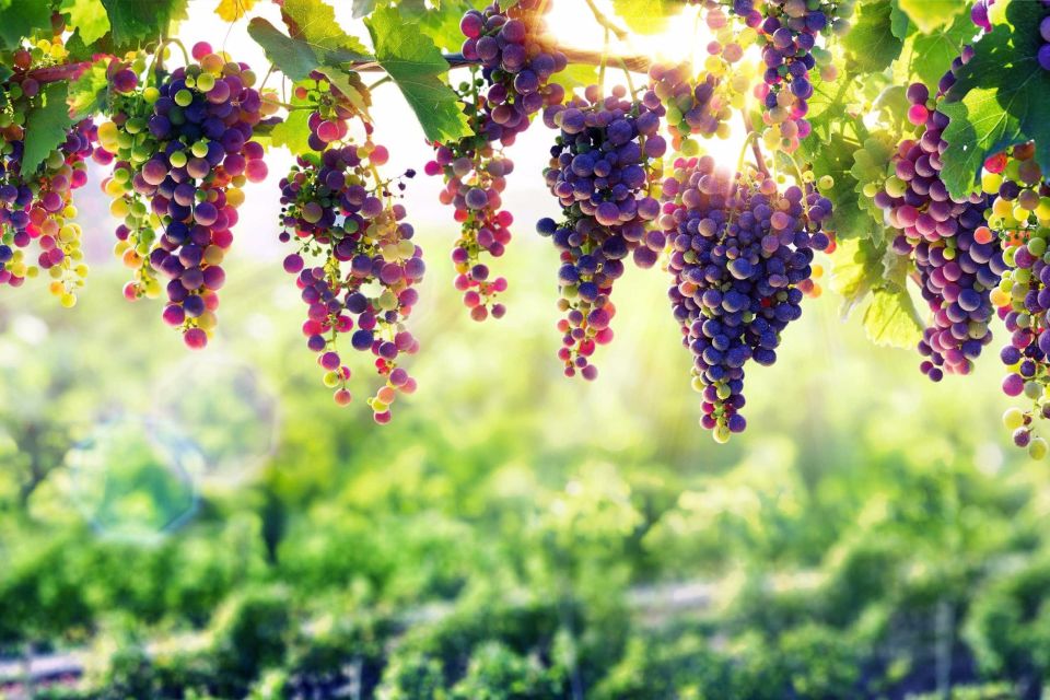 From Peso Da Regua: Douro Valley Tour - Wine Tastings and Locations