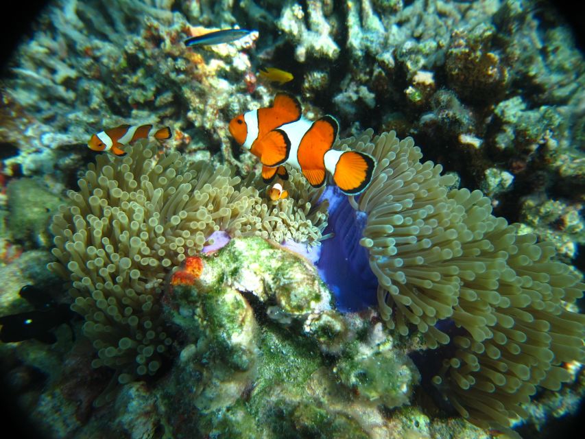 From Phi Phi: Full Day Snorkeling Trip by Longtail Boat - Vibrant Reefs and Islands