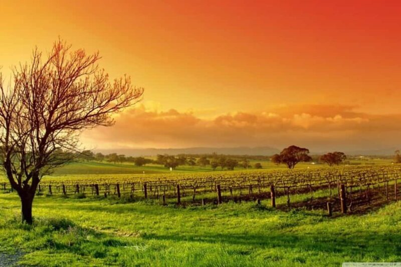 From Phoenix: Vortex to Vineyard Private Tour - Wine and Dine at Distinguished Wineries