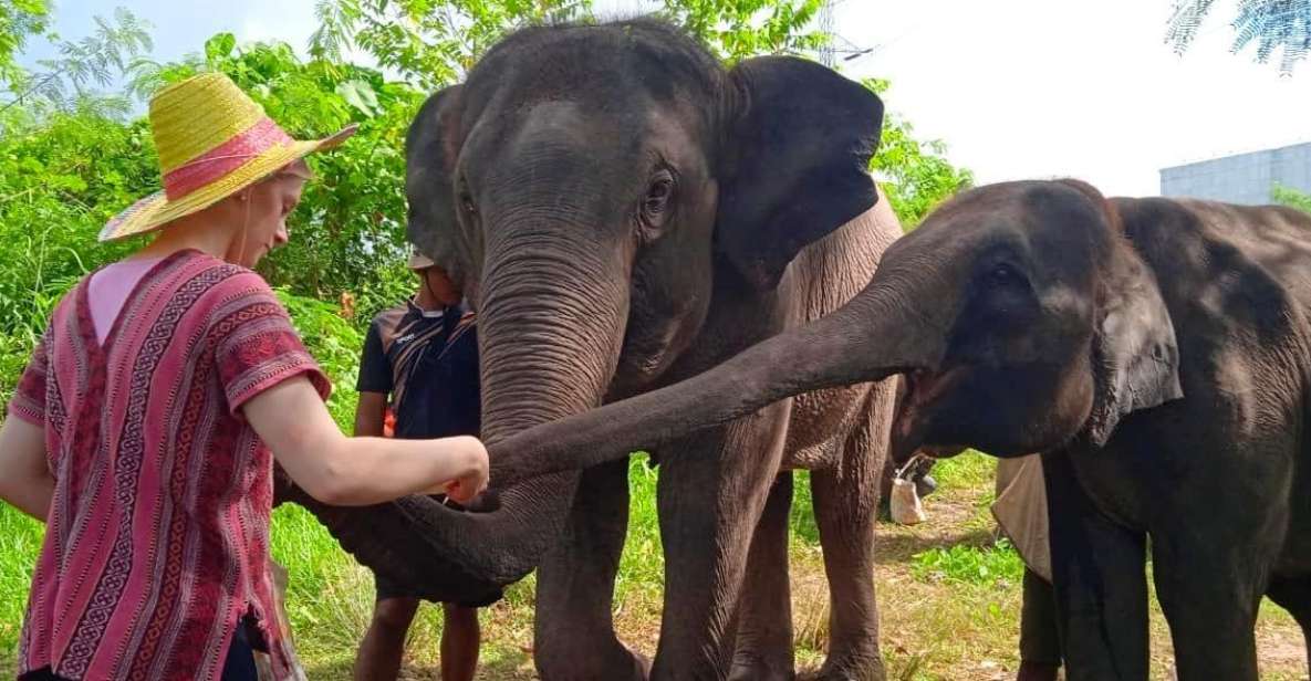From Phuket: Ethical Elephant Interactive Trek and Tour - Inclusions and Amenities