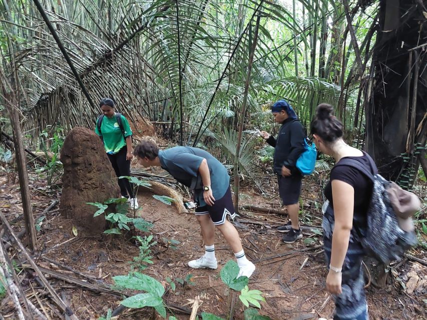 From Phuket: Guided Rainforest Hike With Lunch - Key Points