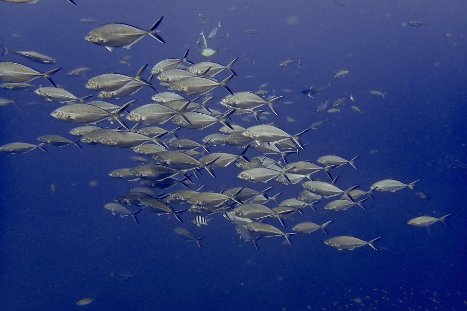 From Phuket/Khaolak: Surin Islands Snorkeling Day Trip - Snorkeling at Ao Mae Yai