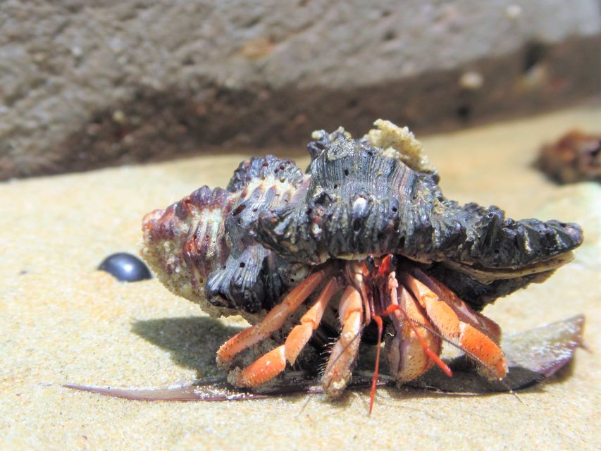 From Phuket/Khaolak: Surin Islands Snorkeling Day Trip - Moken Village and Lunch
