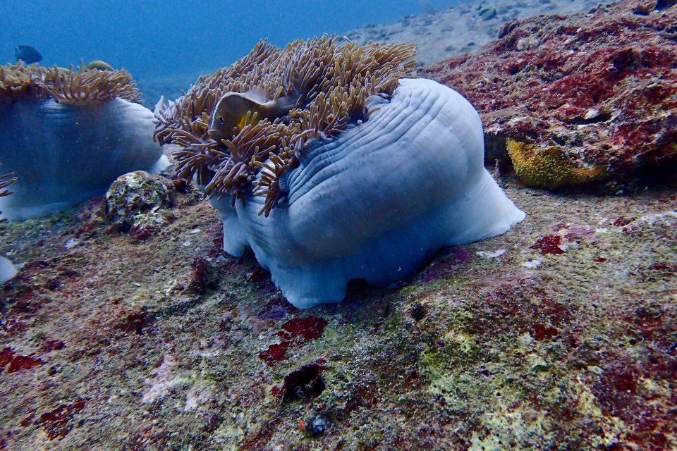 From Phuket/Khaolak: Surin Islands Snorkeling Day Trip - Frequently Asked Questions