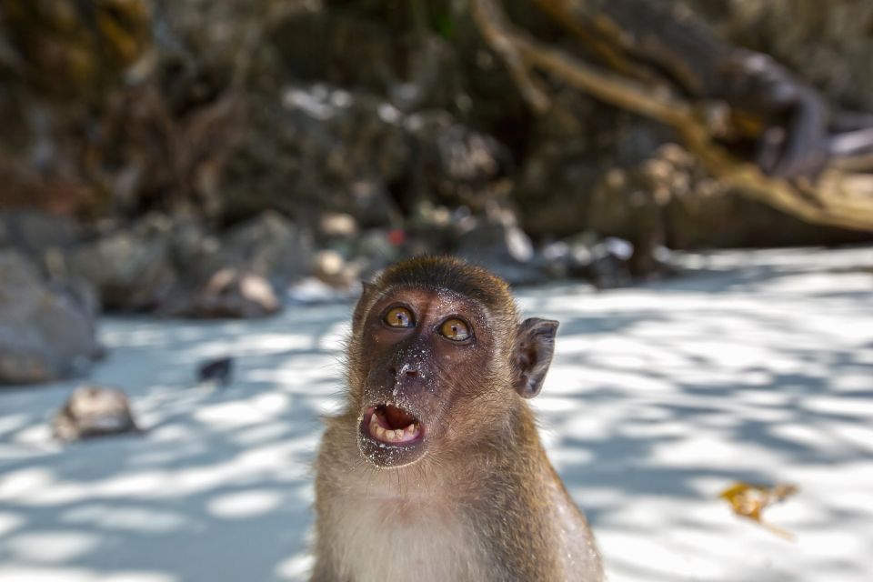 From Phuket Or Khao Lak: Phi Phi Islands Early Bird Tour - Maya Bay Boat Cruise