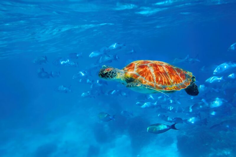 From Phuket or Khaolak : Similan Islands Day Trip - Exploring Donald Duck Bay