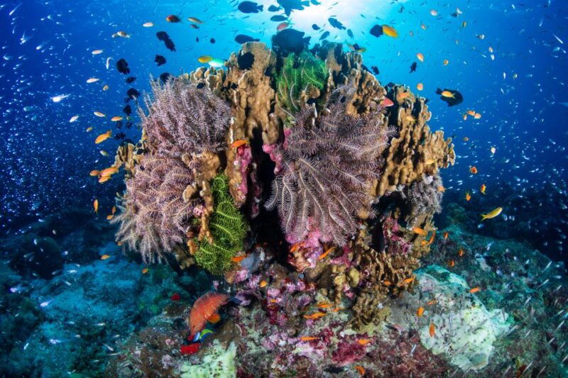 From Phuket or Khaolak : Similan Islands Day Trip - Snorkeling at Ko Bangu