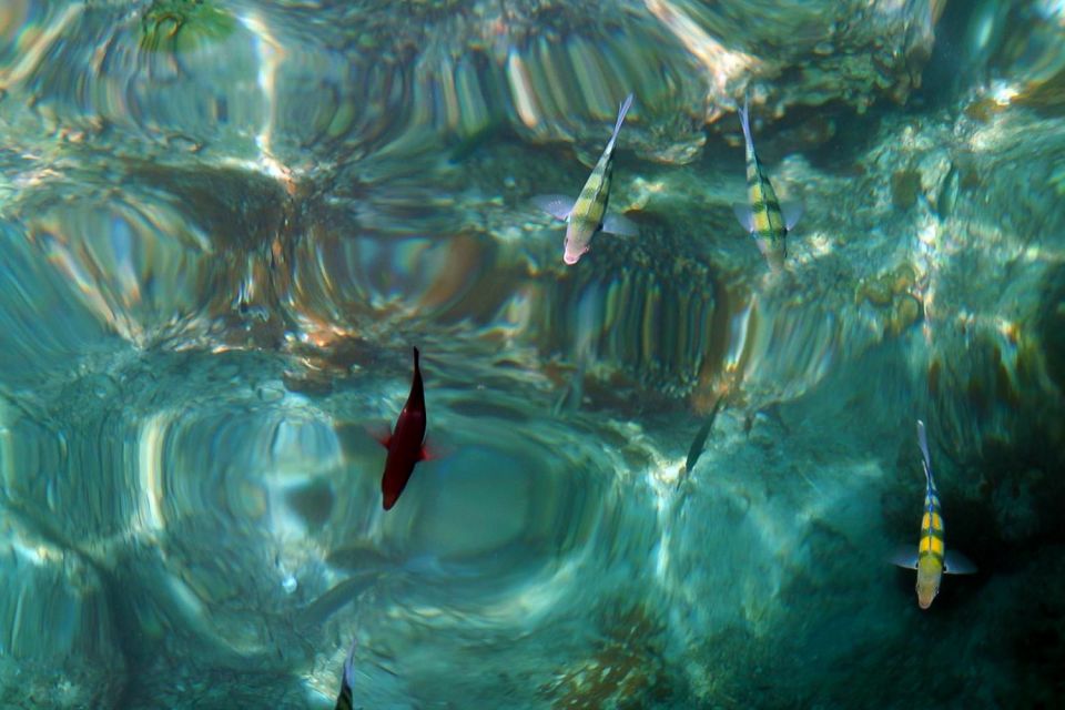 From Phuket: Phi Phi and Maya Bay Snorkeling by Speedboat - Highlights