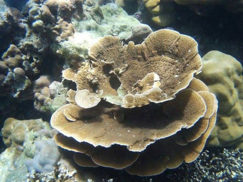 From Phuket: Phi Phi, Maya Bay, & Khai Islands Premium Trip - Monkey Beach Sightseeing