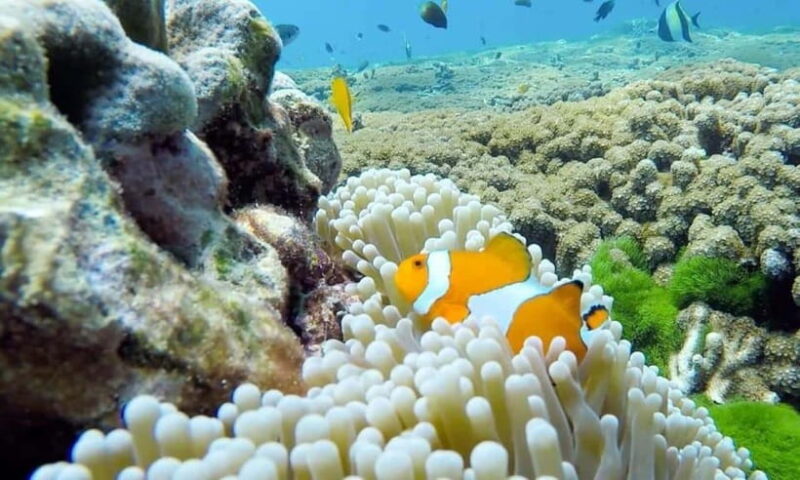 From Phuket: Similan Islands Day Trip - Important Information