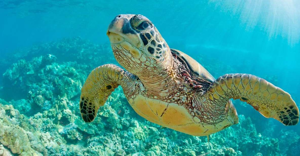 From Piura || Excursion to Mancora + Swimming With Turtles - Itinerary Details