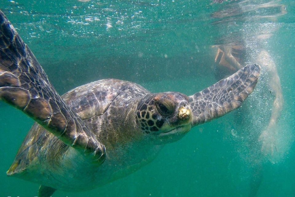 From Piura || Excursion to Mancora + Swimming With Turtles - Experience Highlights