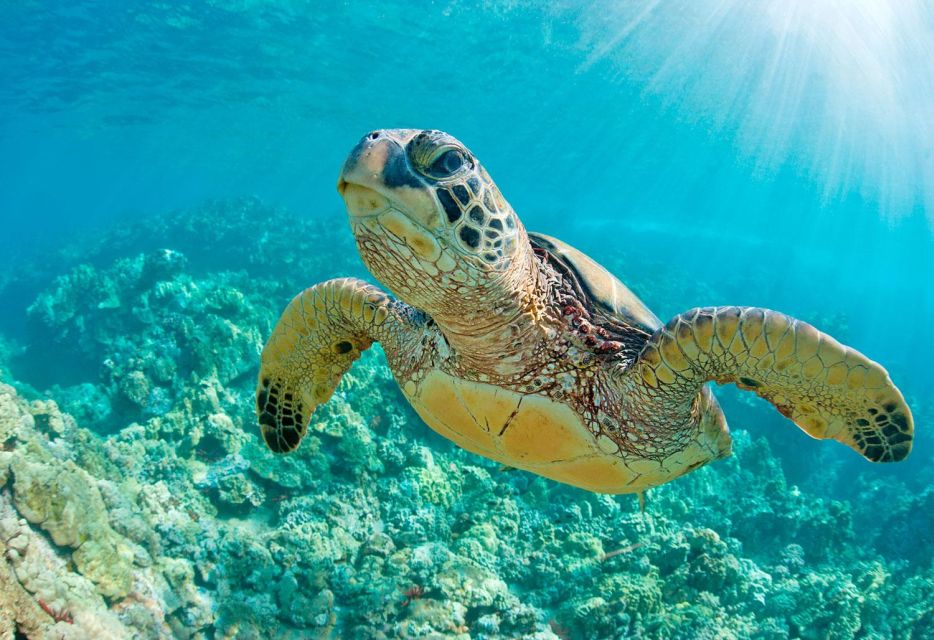 From Piura || Excursion to Mancora + Swimming With Turtles - Frequently Asked Questions