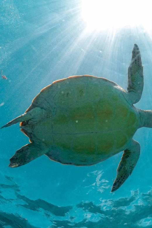 From Playa Del Carmen: Cenote and Swim With Turtles Tour - Key Points