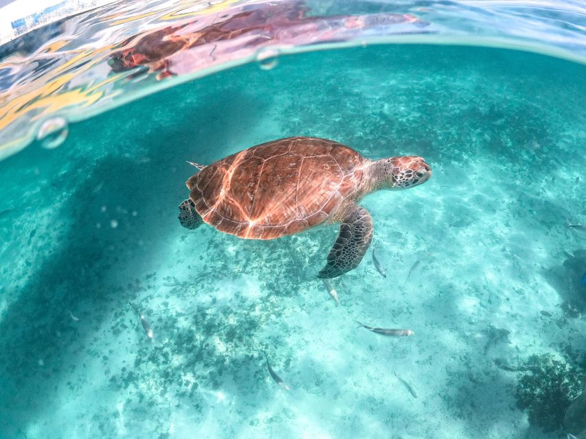 From Playa Del Carmen: Cenote and Swim With Turtles Tour - Visiting the Cenote