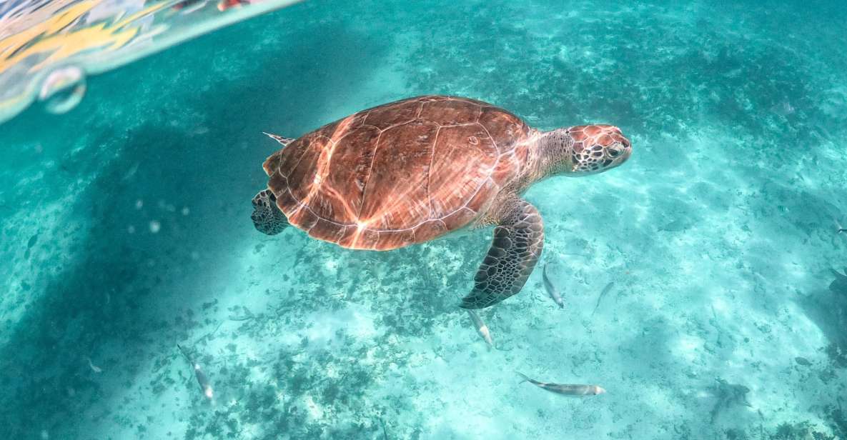 From Playa Del Carmen: Cenote and Swim With Turtles Tour - Tour Inclusions