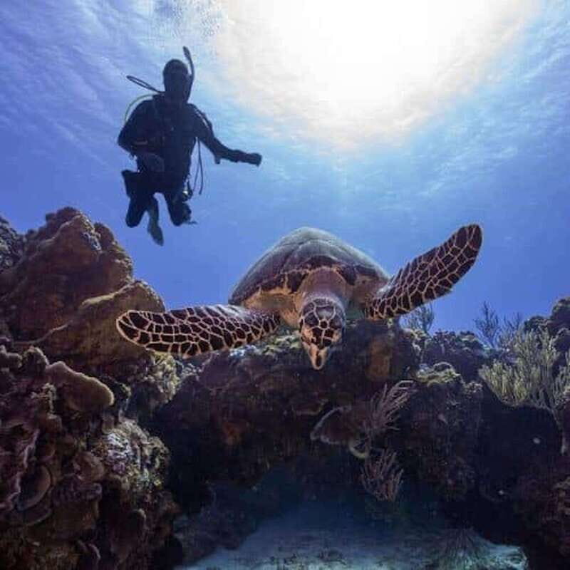 From Playa del Carmen: Cozumel Diving Adventure - The Sum Up
