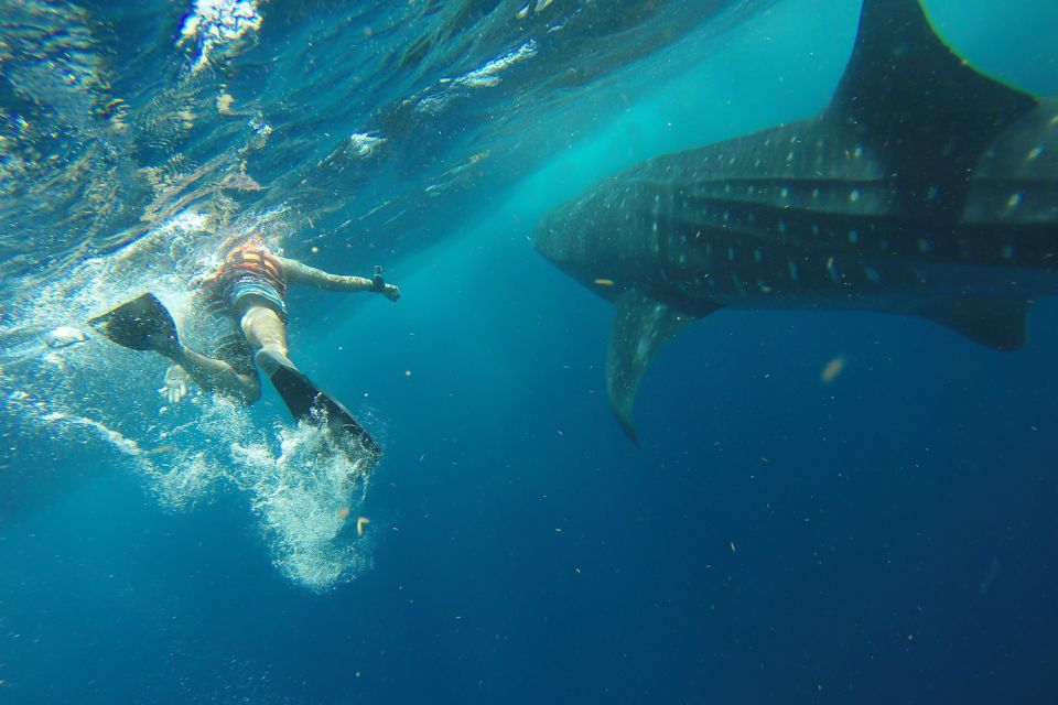 From Playa Del Carmen: Whale Shark Tour - Tour Inclusions
