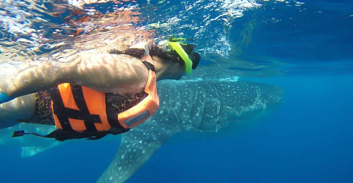 From Playa Del Carmen: Whale Shark Tour - Tour Restrictions