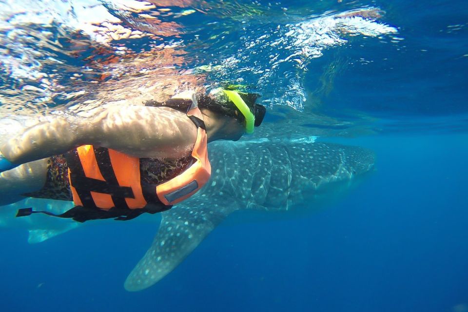 From Playa Del Carmen: Whale Shark Tour - Tour Highlights