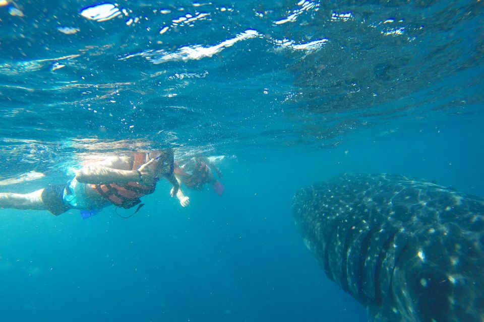 From Playa Del Carmen: Whale Shark Tour - Frequently Asked Questions