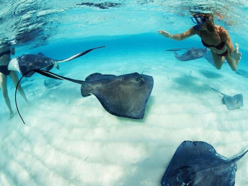 From Playa del Carmen: Xcaret Plus Park, the complete experience - An Introduction to the Xcaret Plus Park Full-Day Tour