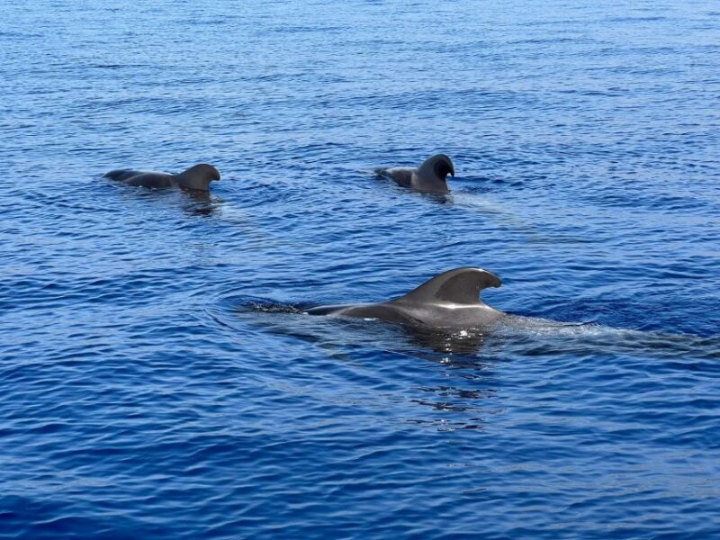 From Playa San Juan: Whale Watching, Gigantes, and Masca Bay - Wildlife Sightings