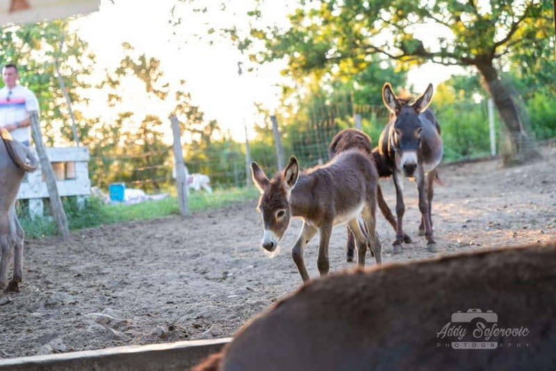 From Podgorica: Donkey Farm Visit - Key Points  