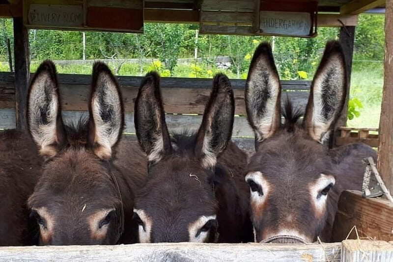 From Podgorica: Donkey Farm Visit - Who Will Love This Experience?  